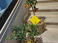 2021-04-29-inaugurazione-plesso-furriolo-08