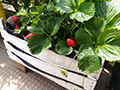 2021-05-15-plesso-vina-produzione-fragole-01