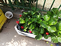 2021-05-15-plesso-vina-produzione-fragole-02