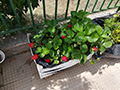 2021-05-15-plesso-vina-produzione-fragole-05