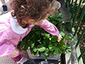 2021-05-15-plesso-vina-produzione-fragole-07