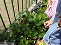 2021-05-15-plesso-vina-produzione-fragole-08