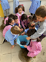 2022-12-13-raccolta-olive-plesso-vina-11